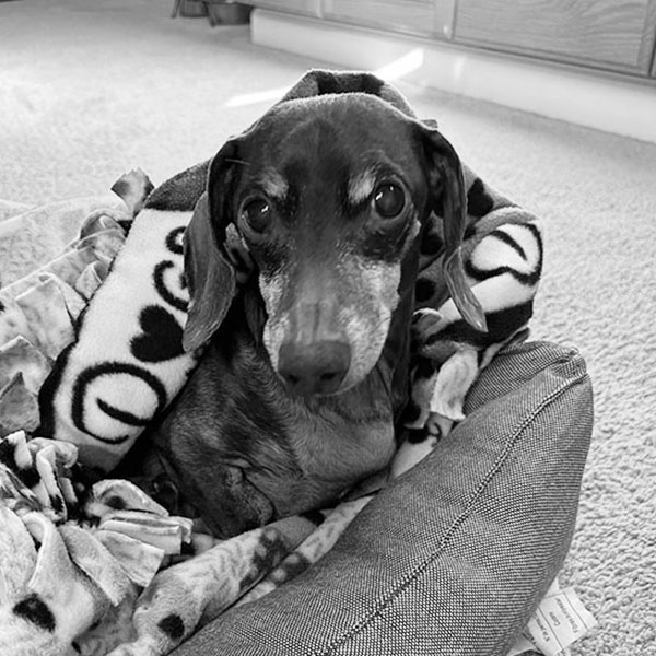 Rocky the dachshund