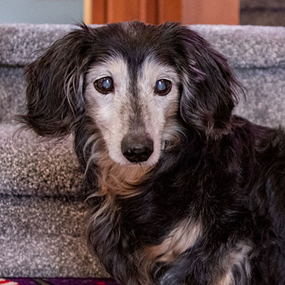 long haired black and tan dachshund